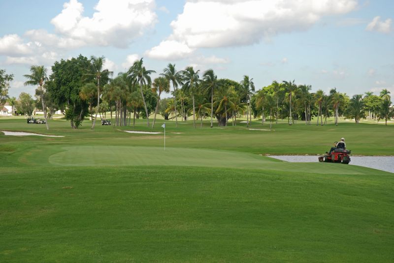 Palm Tree Maintenance