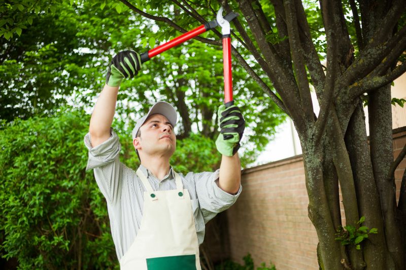 Branches Pruning in Pottstown, PA