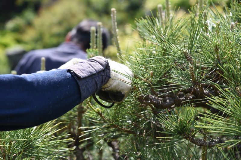 Canopy Pruning in San Jose, CA
