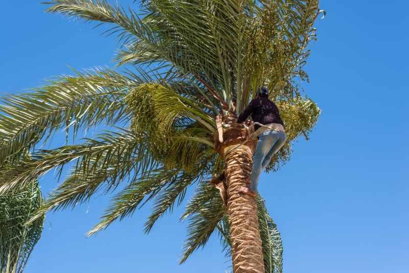 Palm Tree Maintenance