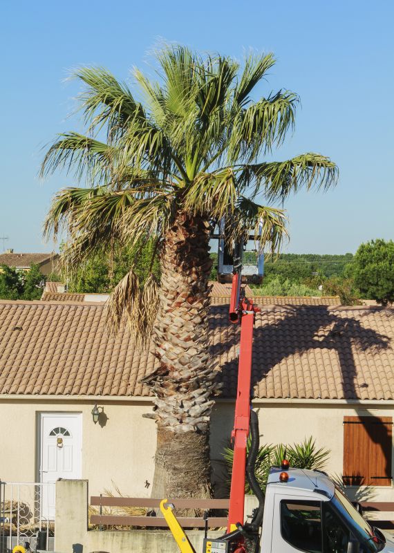 Products For Palm Tree Maintenances in use