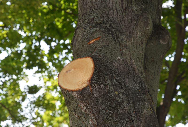 Tree Canopy Thinning in Doylestown, PA