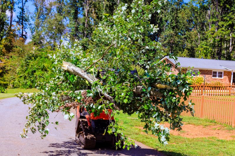 Tree Service in Aiken, SC