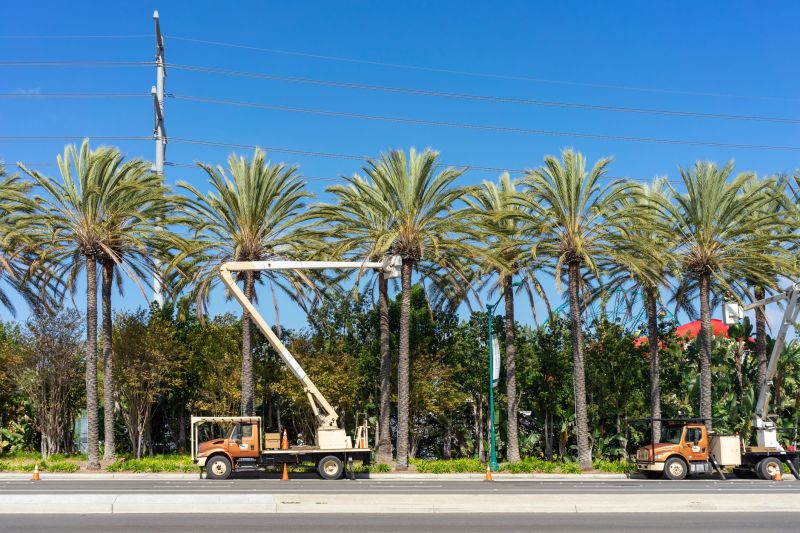 Specialized Palm Service Teams